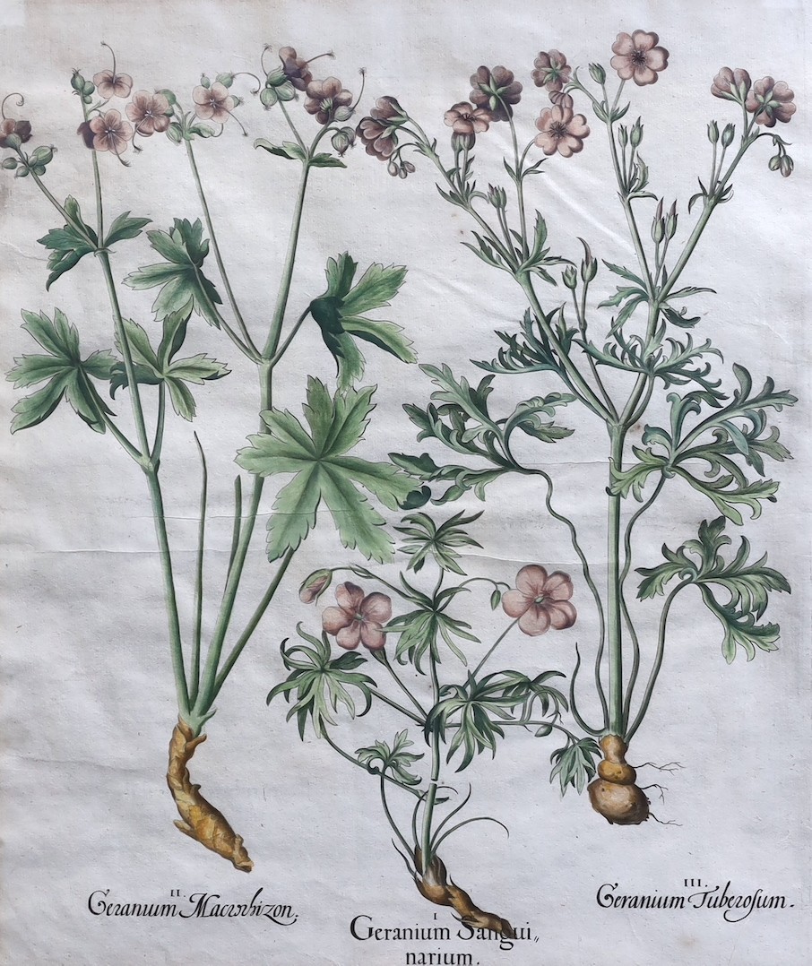 Basilius Besler (German, 1561-1629), Geranium Sanguinarium, Geranium Muscatum in odorum, Geranium Sanguinarium maius and Geranium Muscatum odoratum from Hortus Eysettensis, 1613, four hand coloured copper engravings, 49